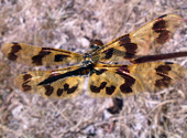 Libelle im Kakadu National Park in Australien