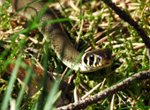 Ringelnatter im Müritz-Nationalpark