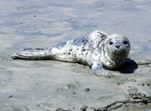 Robbe auf Vancouver Island